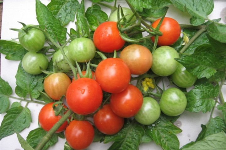Một số giống cà chua 'tí hon' thương hiệu Việt