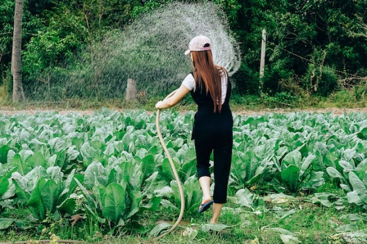 Nông nghiệp hữu cơ là gì? Thực trạng nông nghiệp hữu cơ tại Việt Nam