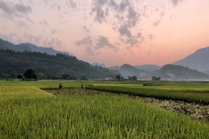 TIỀM NĂNG VÀNG TRONG NGÀNH NÔNG NGHIỆP CHÂU Á