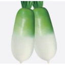  Radish